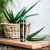 MARNYS® Aloe Royal immunerősítő felnőtteknek méhpempővel és Aloe Verával