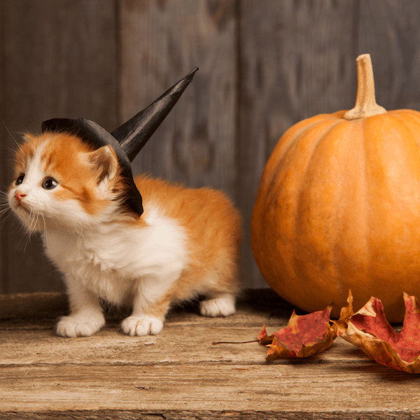Halloween körkép az egészség jegyében